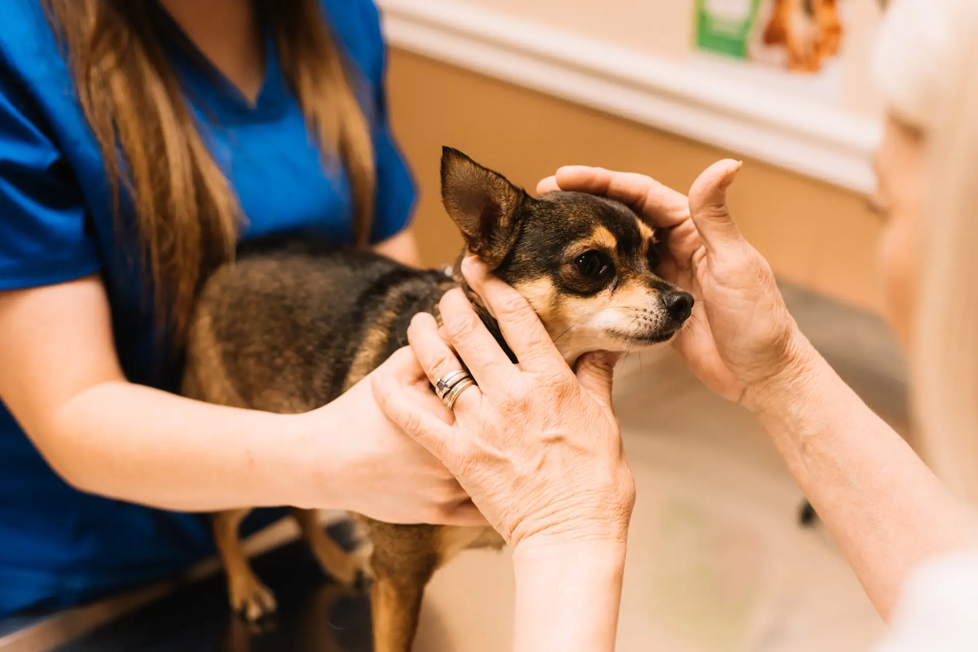 Examining a small dog while a technician steadies the patient on the exam table in Middlesboro, Kentucky.