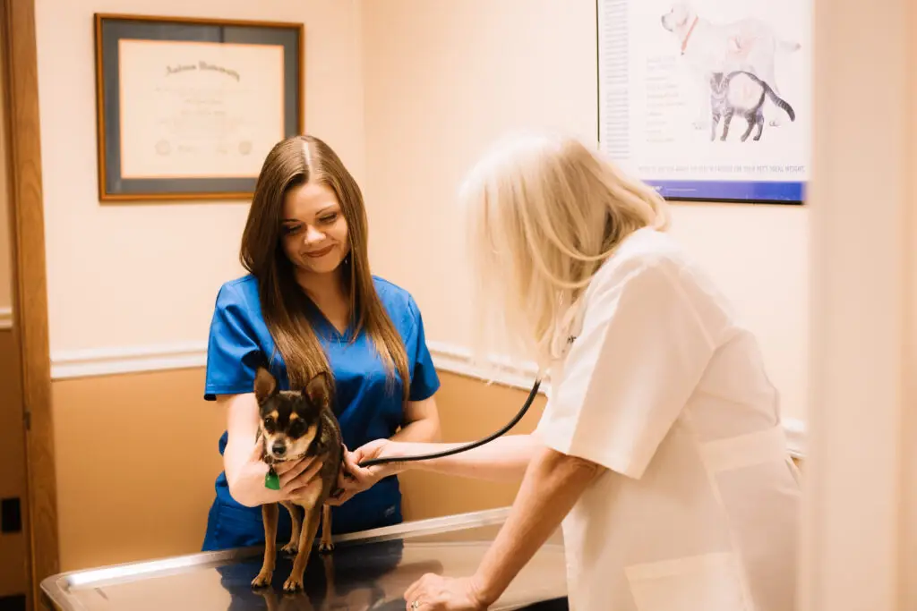 A small dog stands on the exam table while a doctor listens to its heart during a routine checkup in Middlesboro, KY.