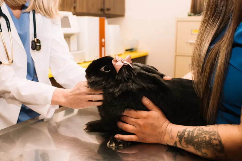 A black rabbit with a pink bow is gently held during an exam at Bell County Animal Clinic in Middlesboro, Kentucky.